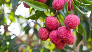 लीची उत्पादन पर मौसम की मार, आंधी से दस फीसद कच्चा फल गिरा।