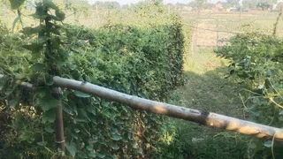 प्रयागराज में सोरांव क्षेत्र के उदयचंद्रपुर में प्राकृतिक खेती से तैयार परवल की फसल। सौ. किसान