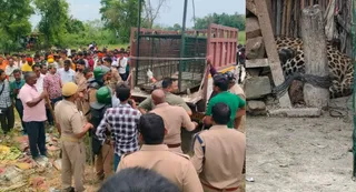 ट्रैंकुलाइजर गन से बेहोश कर पकड़ा गया। जागरण