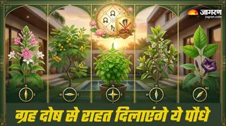 ग्रह दोष से मुक्ति के लिए घर में लगाएं ये पौधे (Picture Credit- AI Generated)