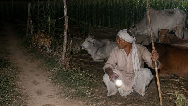 पश्चिम चंपारण में तेंदुए का आतंक, किसान रातभर कर रहे पशुओं की रखवाली
