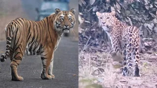 पीलीभीत टाइगर रिजर्व में घूमता बाघ और तेंदुआ। फाइल फोटो