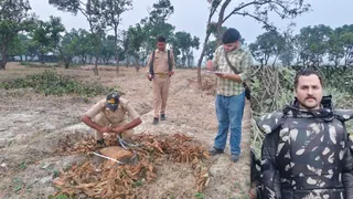 कटे आम के पेड़ों की नापतोल करते वनकर्मी और इनसेट में निलंबित वन दारोगा कुलवीर सिंह