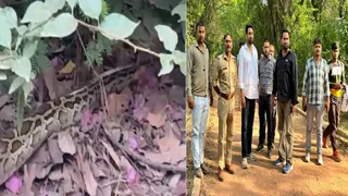 चौधरी चरण सिंह विश्वविद्यालय के तपोवन के पास निकला अजगर, रेस्क्यू करने पहुंची वन विभाग की टीम और अन्य लोग। सौ. छात्र