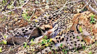 कूनो में चीता शावक अपनी मां के साथ, जिनकी मौत हो गई (फाइल फोटो : पार्क प्रबंधन)