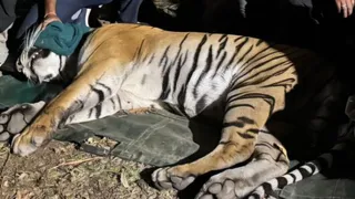 पकड़ा गया बाघ।