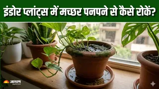 क्या आपके मनी प्लांट में भी पनप रहे हैं मच्छर? (AI Generated Image)