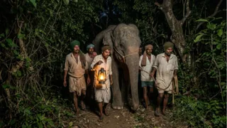 असालतपुर गांव से 17 साल पहले चोरी हुई हथिनी गोयनी गुजरात के पशु पार्क में है। एआई इमेज