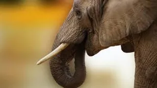 प्रतीकात्मक तस्वीर।