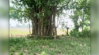 पूरनपुर के गांव घुंघचाई में वटवृक्ष के आसपास फैली गंदगी और उगी घास। जागरण