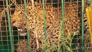 डायट व कस्तूरबा विद्यालय परिसर में पिंजरे में कैद गुलदार।