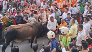 जोगिंदिर नगर में जश्न के बीच सांड का तांडव। फोटो जागरण