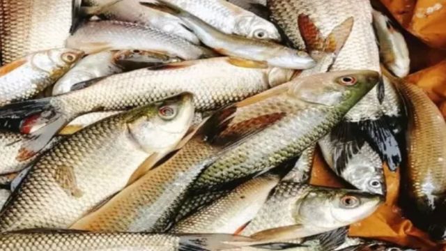 मिथिला में घट रहा देसी मछली का स्वाद, बंगाल की मछलियों पर बढ़ती निर्भरता
