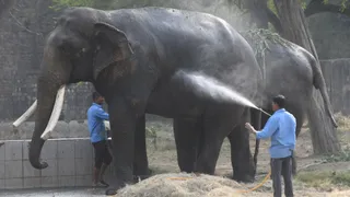 गर्मी से राहत के लिए चिड़ियाघर में हाथियों पर ठंडे पानी की बौछार करते हुए। जागरण