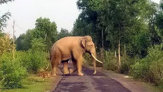 गिरिडीह में हाथी के हमले में युवक की मौत। (प्रतीकात्मक फोटो)