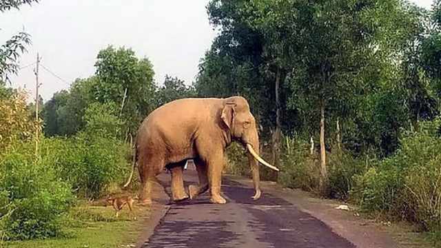 गिरिडीह में गजराज का कहर: जंगली हाथी ने युवक को कुचला, दो दिन में दूसरी मौत
