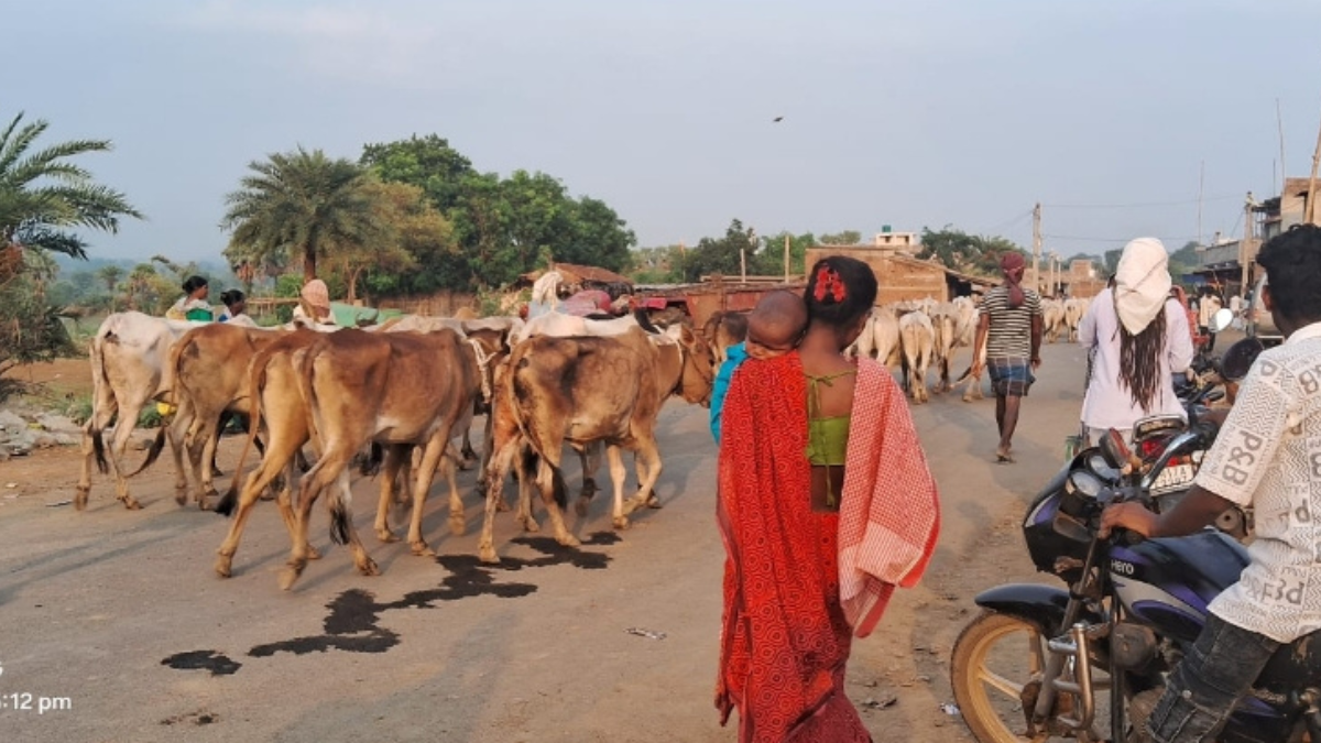 बंगाल में सत्ता बदलने पर भी पशु तस्करी जारी, तस्करों ने झारखंड में बदला सुरक्षित रूट
