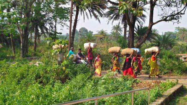 रामगढ़ के कई गांवों के लिए 'केंदु पत्ता' बना रोजी-रोटी का आधार, रात में ही जंगलों की ओर निकल पड़ते हैं ग्रामीण

