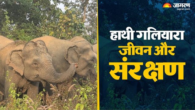 क्या होता है हाथियों का गलियारा? बिहार में पहली बार गजराज के लिए 3 जगहों पर 46 KM लंबा बना ऐसा रास्ता
