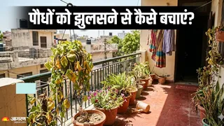 गर्मी से बचाने के लिए सिर्फ पानी देना नहीं है काफी (AI Generated Image)