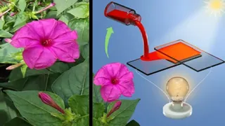संध्या मालती फूल से बना पर्यावरण-अनुकूल सोलर सेल: सीयूजे की हरित ऊर्जा में बड़ी उपलब्धि।