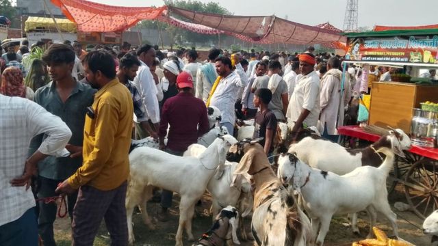 बकरीद के लिए तोताफरी बकरे की भारी डिमांड: मैनपुरी के बाजार में बाइक के बराबर कीमत, खासियत
