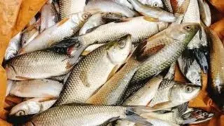 ग्रामीण समाज को आत्मनिर्भर बनाने में मछली से मिल रही मदद। फाइल फोटो