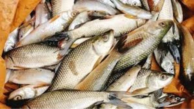रोहू, कतला और मृगल के पालन में नवाचार से मधुबनी के मछुआरों को मिलेगा समृद्धि का नया रास्ता