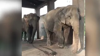कार्बेट के झिरना रेंज में लौटी तुंगा व कपिला हथिनी। सौजन्य: कार्बेट