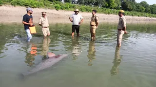 बड्डूपुर में शारदा सहायक नहर में मृत डॉल्फिन, टीएसए व वन विभाग की टीम