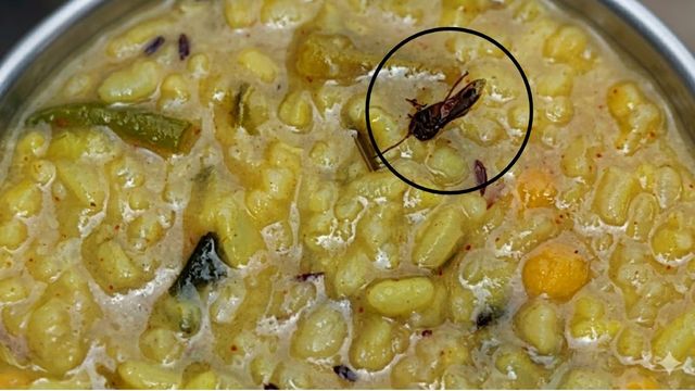 लखीसराय के स्कूल में मिड-डे मील में मिली मरी हुई मधुमक्खी, छात्रों में मचा हड़कंप
