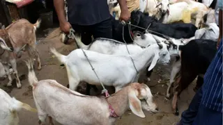 दिल्ली में बकरीद पर कुर्बानी को लेकर दिल्ली सरकार की एडवाइजरी जारी। फोटो: आर्काइव