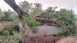 तेज आंधी चलने के कारण एक घर पर गिरा विशाल पेड़।