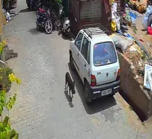 रुपयो से भरी पन्नी लेकर भागता कुत्ता। वीडियो ग्रैब