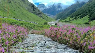 फूलों की घाटी। फाइल फोटो