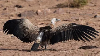 गिद्ध (प्रतीकात्मक चित्र)