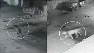 अमरेली के कडियाली गांव में दो शेर घुसे