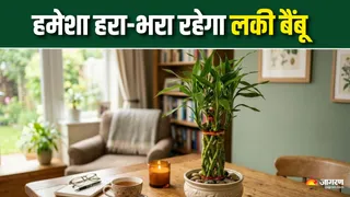 लकी बैंबू की पत्तियां हो रही हैं पीली? (AI Generated Image)
