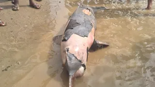 बानगंगा बैराज के पास नदी में मृत मिली डॉल्फिन