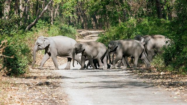 चाकुलिया में सड़क पर अचानक सामने आया गजराज; बाइक छोड़ भागे व्यवसायी को हाथी ने दौड़ाकर पटका
