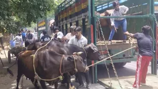 अवैध डेरियों एवं मवेशियों के खिलाफ संयुक्त अभियान चलाया गया।