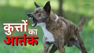 पटना में आवारा कुत्तों का आतंक। फाइल फोटो