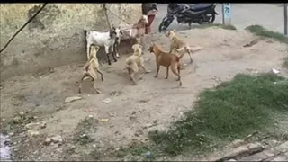 आवारा कुत्तों ने चार वर्षीय मासूम को बुरी तरह नोचकर किया लहूलुहान।