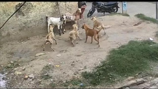अमरोहा में आवारा कुत्तों ने चार वर्षीय मासूम को बुरी तरह नोचकर किया लहूलुहान, लगे 27 टांके
