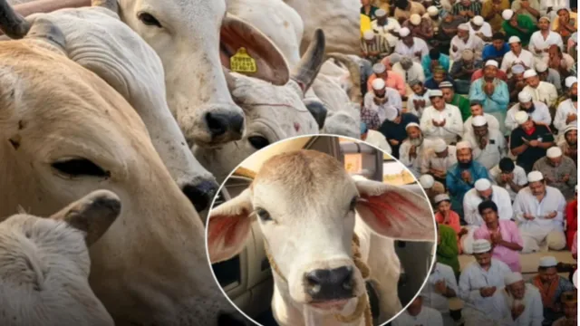 विचार कानून से ऊपर नहीं कोई मजहबी प्रथा - Calcutta HC: Bakrid Cow Sacrifice Not Essential Religious Practice