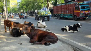 सहारनपुर के रामपुर मनिहारान में सड़क पर बैठे बेसहारा गोवंशी। जागरण
