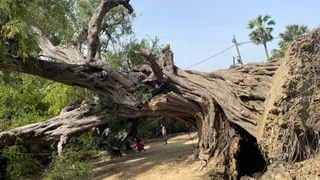पेड़ गिरा