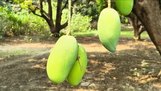 एक जून से सजेगी दशहरी आम की मंडी।