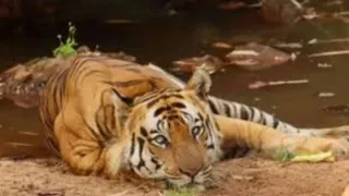 बांधवगढ़ में बाघ की मौत (प्रतीकात्मक चित्र)