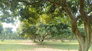 मौसम की असामान्य परिस्थितियों से किसानों को नुकसान हो रहा है। फाइल फोटो